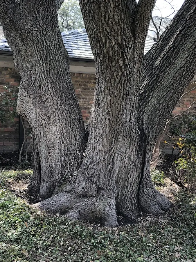 Mature heritage tree close to a Lake Mary property cared for by certified arborists